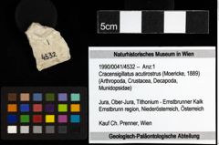Foto (Objekt + Etiketten) von Cracensigillatus acutirostrus (Moericke, 1889) 